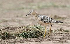 Buff-breasted Sandpiper